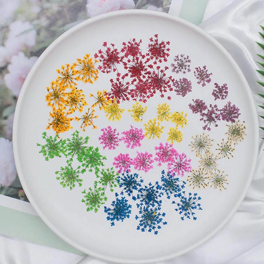 60pcs Pressed Dried 20-25mm Am - Body Jewelry Display Case recension och pris