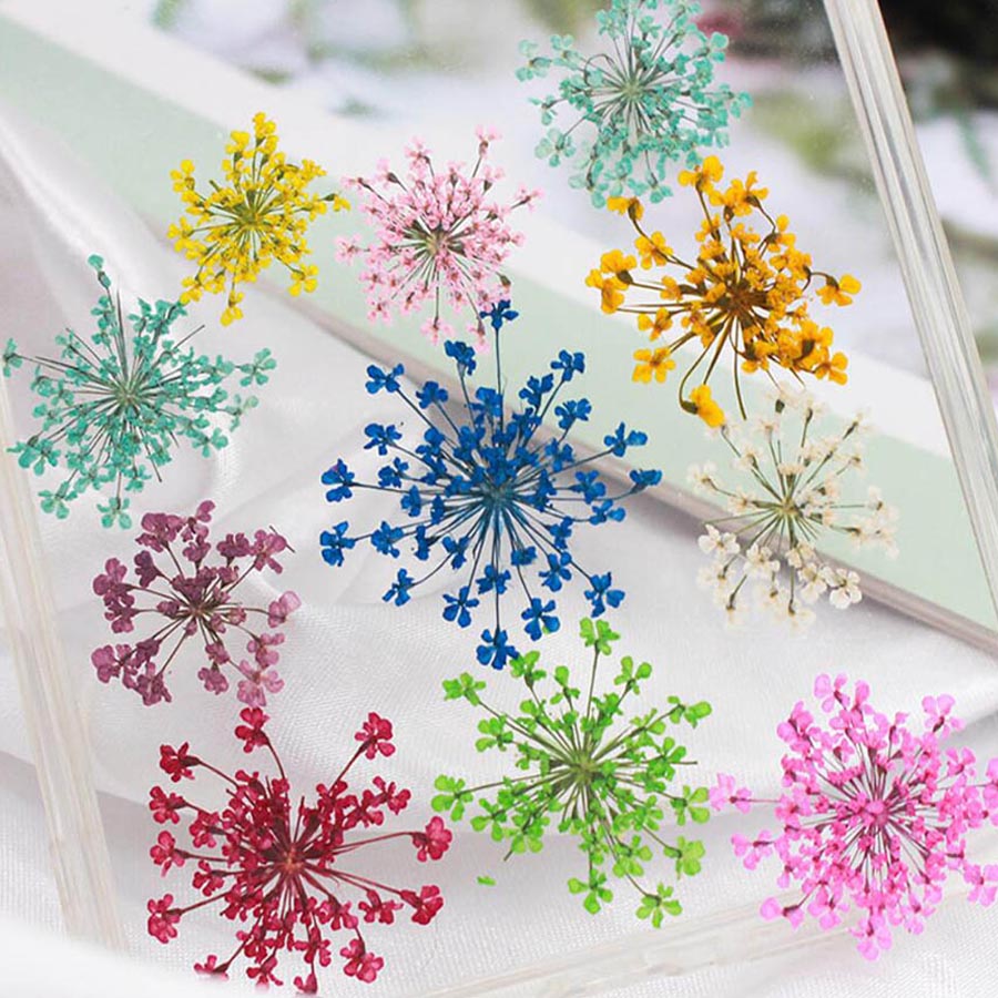 60pcs Pressed Dried 15-20mm Am - Body Jewelry Display Case recension och pris