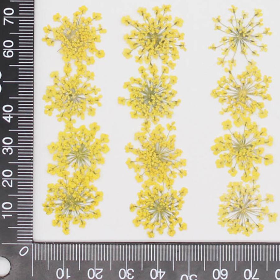 60pcs Pressed Dried 15-20mm Am - Body Jewelry Display Case recension och pris
