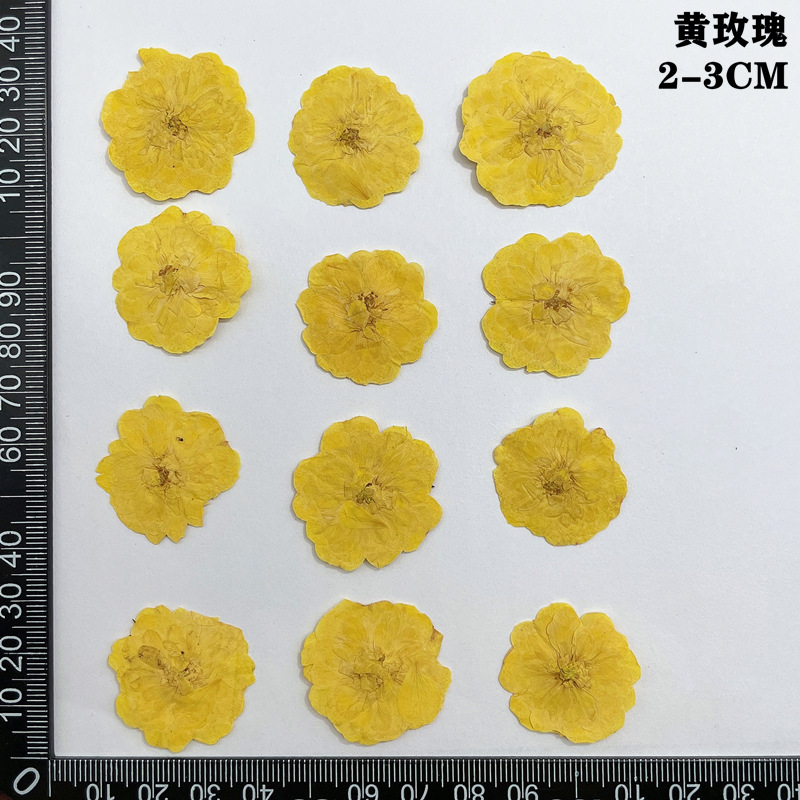 60pcs Pressed Dried Red Yellow - Body Jewelry Display Case recension och pris