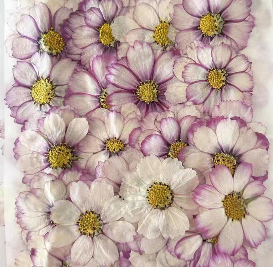 60pcs Pressed Dried Cosmos Flo - Body Jewelry Display Case recension och pris