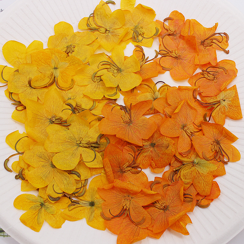 60pcs Dried Pressed Yellow/Ora - Body Jewelry Display Case recension och pris