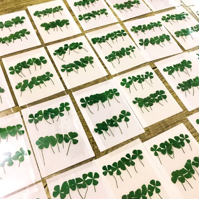 12Pcs Lucky Dried Leaf Clover  - Body Jewelry Display Case recension och pris