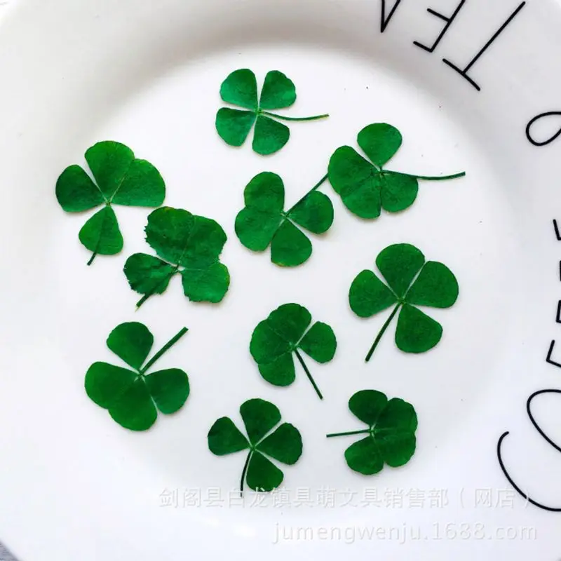 12Pcs Lucky Dried Leaf Clover  - Body Jewelry Display Case recension och pris
